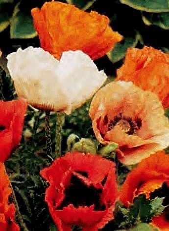 PAPAVERO ORIENTALE PIZZICATO MISCUGLIO GR.10 - Foto 2